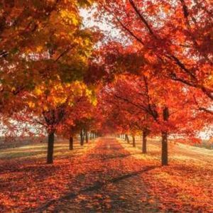 Meet your Posher, Fatma